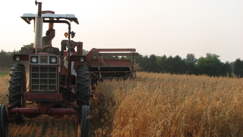 harvesting hulless oats